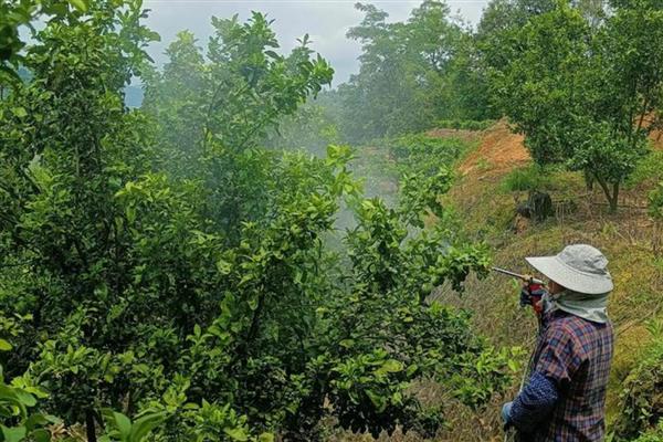 乳油型农药是什么，是一种透明状液体农药