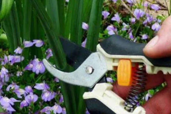 水仙花叶黄怎么处理，需要及时修剪