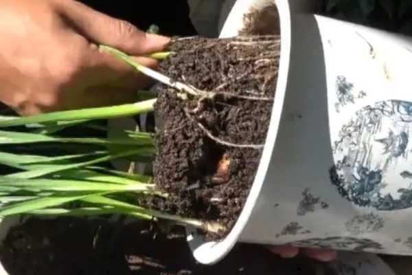 水仙花叶黄怎么处理，需要及时修剪