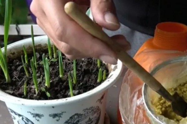 水仙花叶黄怎么处理，需要及时修剪