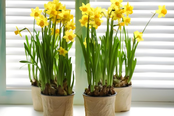 水仙花叶黄怎么处理，需要及时修剪