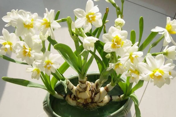 水仙花叶黄怎么处理，需要及时修剪