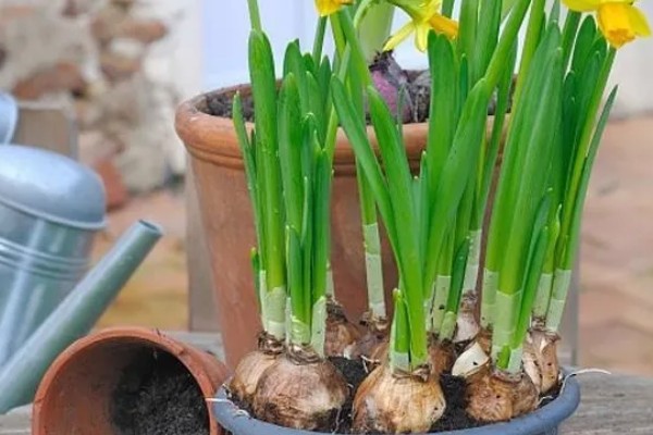 水仙花叶黄怎么处理，需要及时修剪