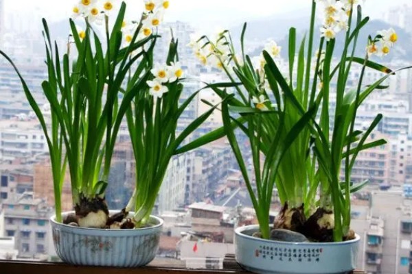 水仙花叶黄怎么处理，需要及时修剪