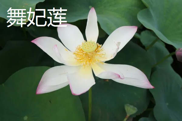名贵荷花常见品种，有舞妃莲、千瓣莲等