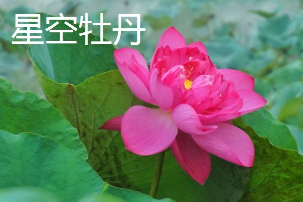 名贵荷花常见品种，有舞妃莲、千瓣莲等