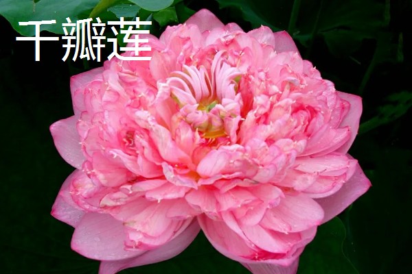 名贵荷花常见品种，有舞妃莲、千瓣莲等