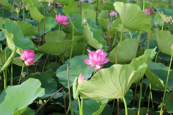 名贵荷花常见品种，有舞妃莲、千瓣莲等
