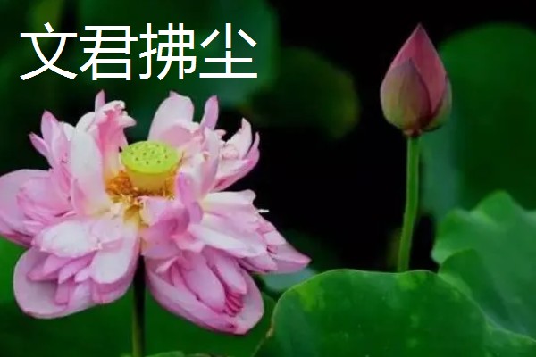 名贵荷花常见品种，有舞妃莲、千瓣莲等