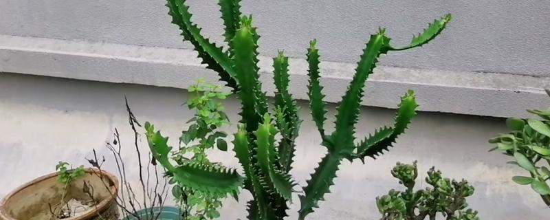 龙骨烂根如何处理，剪除烂根并换土重栽