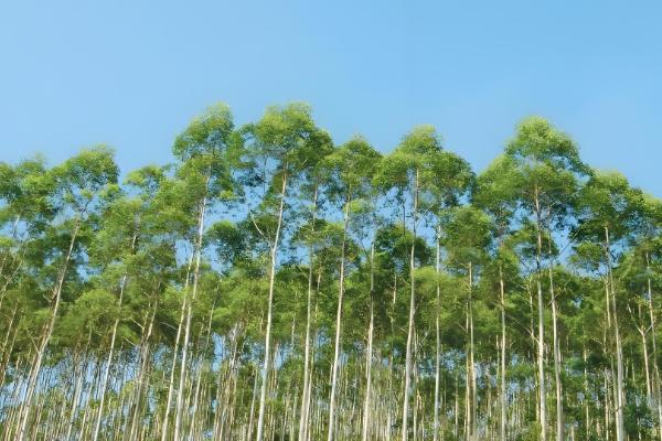 桉树蜜是否容易结晶，属于相对容易结晶的蜜种