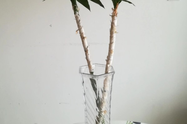 养富贵竹的寓意,3支富贵竹表示福寿禄