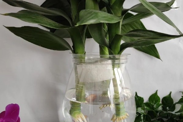 养富贵竹的寓意,3支富贵竹表示福寿禄