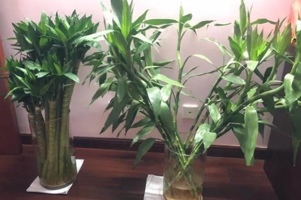 养富贵竹的寓意,3支富贵竹表示福寿禄