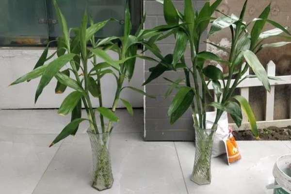 养富贵竹的寓意,3支富贵竹表示福寿禄