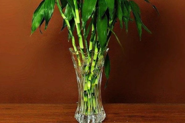 养富贵竹的寓意,3支富贵竹表示福寿禄