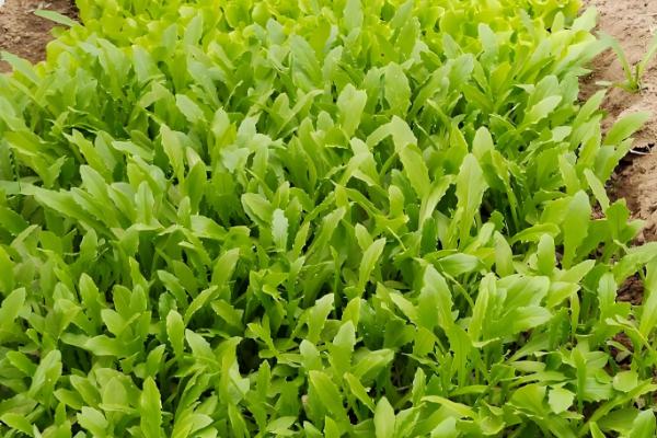 十一月份还可以种生菜吗,还可以种