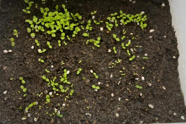 十一月份还可以种生菜吗,还可以种