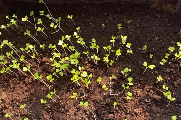 十一月份还可以种生菜吗,还可以种