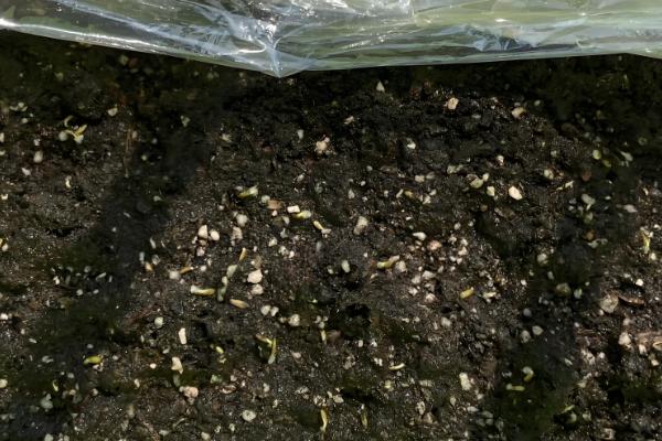 十一月份还可以种生菜吗,还可以种