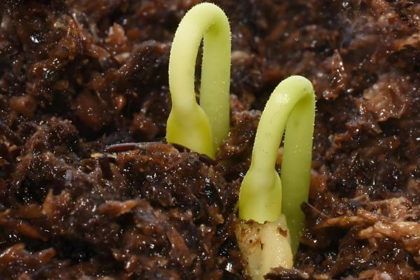 十一月份还可以种生菜吗,还可以种