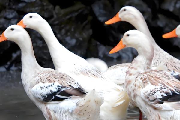 鸭子下蛋要公鸭子吗，无须公鸭的参与