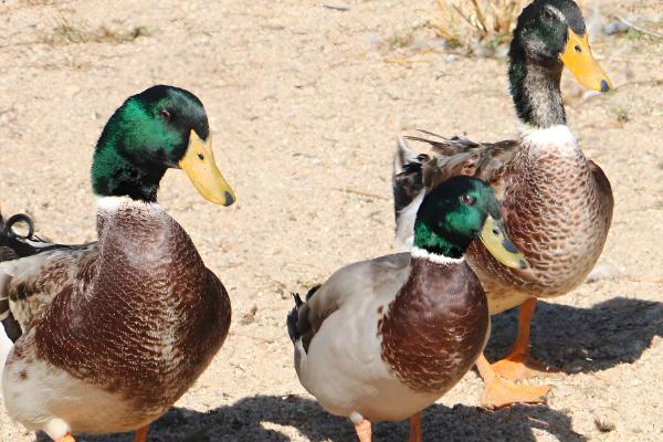 鸭子下蛋要公鸭子吗，无须公鸭的参与