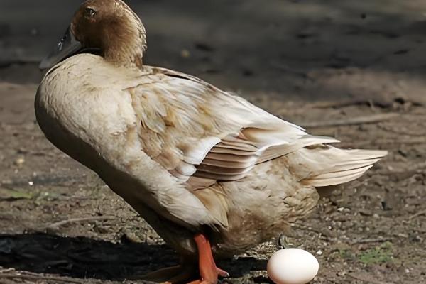 鸭子下蛋要公鸭子吗，无须公鸭的参与