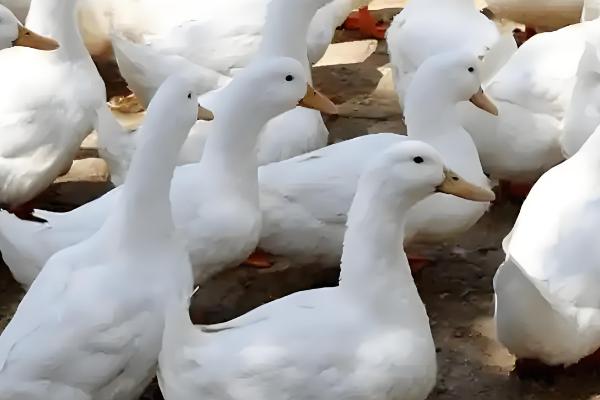 鸭子下蛋要公鸭子吗，无须公鸭的参与