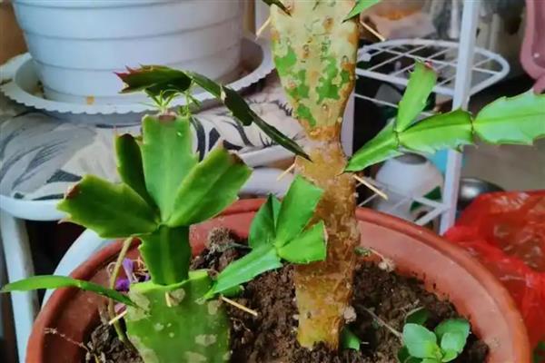 蟹爪兰的嫁接时间，4-5月和9-10月均可