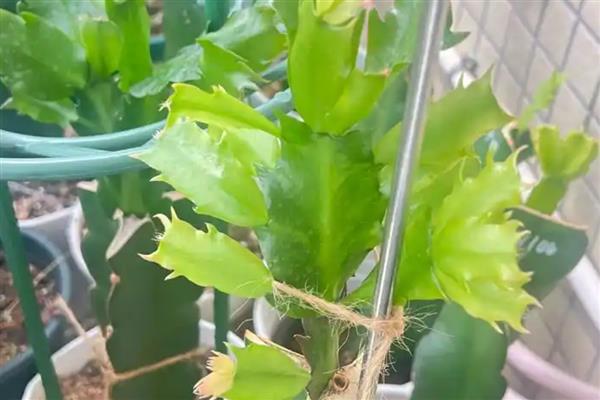 蟹爪兰的嫁接时间，4-5月和9-10月均可