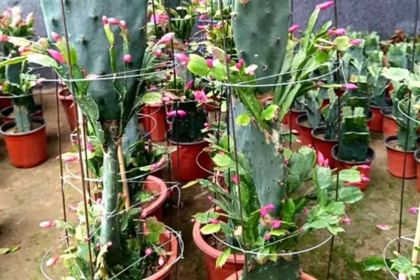 蟹爪兰的嫁接时间，4-5月和9-10月均可