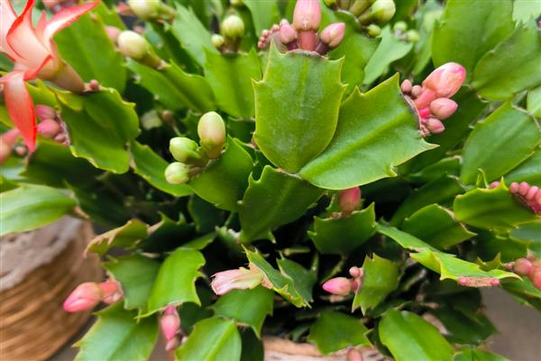 蟹爪兰的嫁接时间，4-5月和9-10月均可