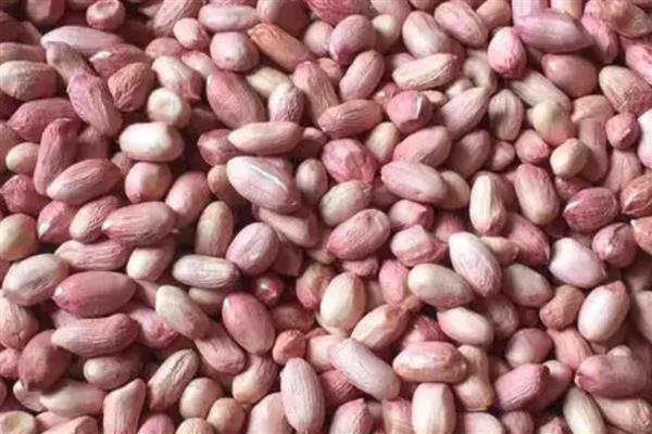 花生种植烂种缺苗的原因，可能是种子质量问题所致