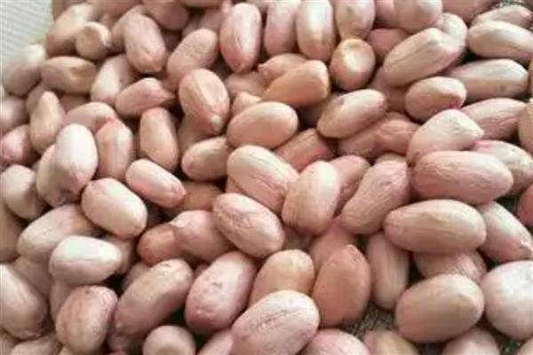 花生种植烂种缺苗的原因，可能是种子质量问题所致