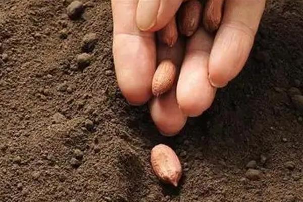 花生种植烂种缺苗的原因，可能是种子质量问题所致