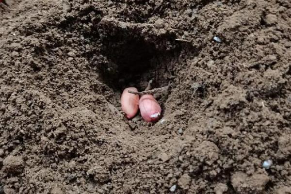 花生种植烂种缺苗的原因，可能是种子质量问题所致
