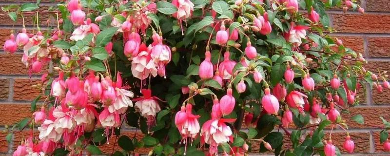 倒挂金钟怕不怕雨水，怕雨水但要保持土壤湿润