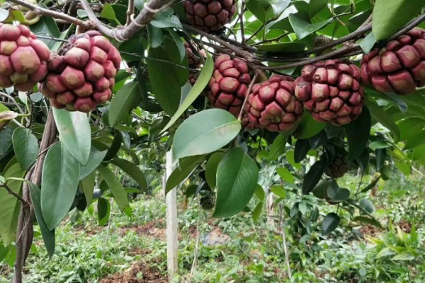 黑老虎的种植技术，种植时间为12-次年2月播种