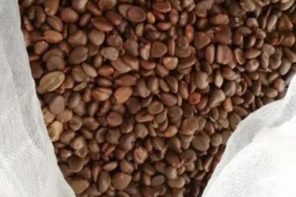 黑老虎的种植技术，种植时间为12-次年2月播种