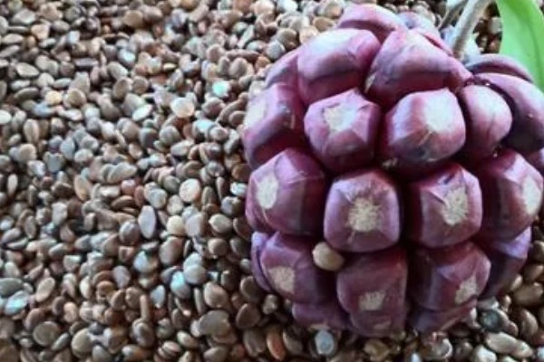 黑老虎的种植技术，种植时间为12-次年2月播种