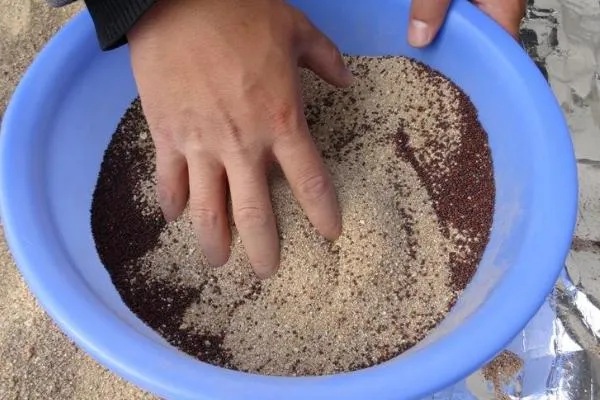 黑老虎的种植技术，种植时间为12-次年2月播种