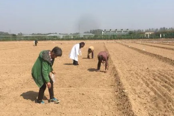 黑老虎的种植技术，种植时间为12-次年2月播种