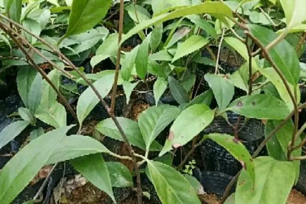 黑老虎的种植技术，种植时间为12-次年2月播种