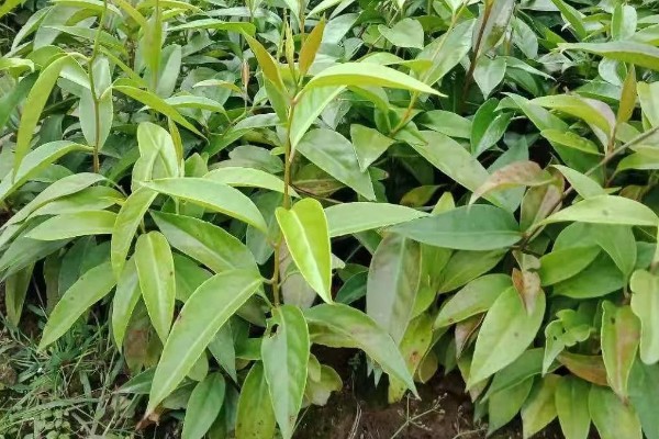 黑老虎的种植技术，种植时间为12-次年2月播种