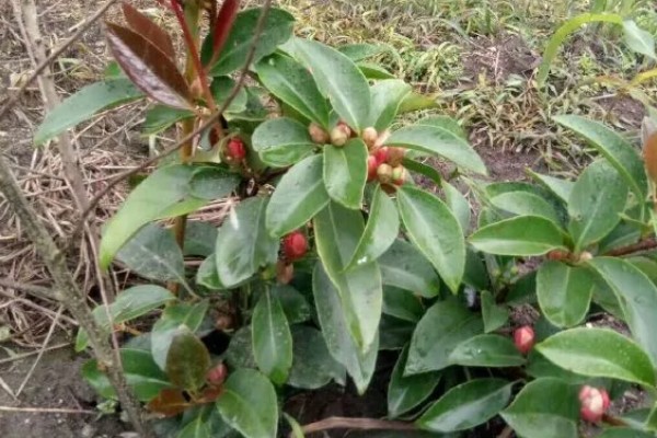 黑老虎的种植技术，种植时间为12-次年2月播种