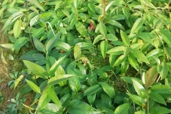 黑老虎的种植技术，种植时间为12-次年2月播种