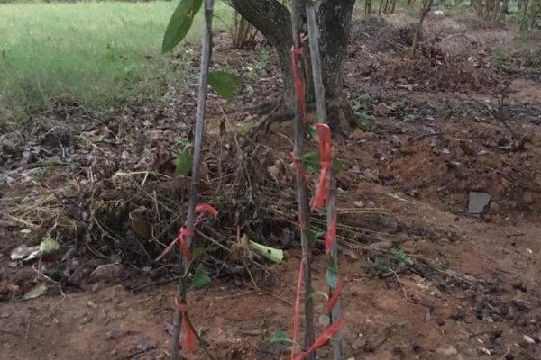 黑老虎的种植技术，种植时间为12-次年2月播种