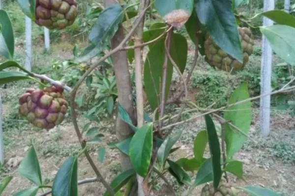 黑老虎的种植技术，种植时间为12-次年2月播种