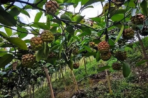 黑老虎的种植技术，种植时间为12-次年2月播种
